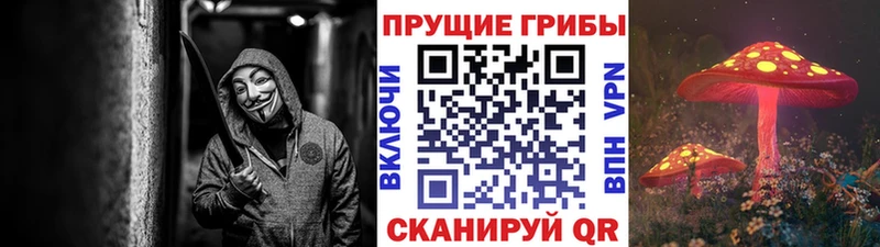 Галлюциногенные грибы Psilocybine cubensis  где найти   Свободный 